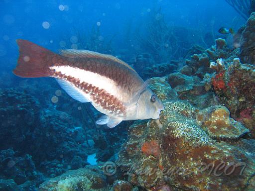 poisson perroquet royal Scarus vetula femelle.JPG